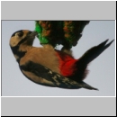 Picoides major - Buntspecht w06.jpg